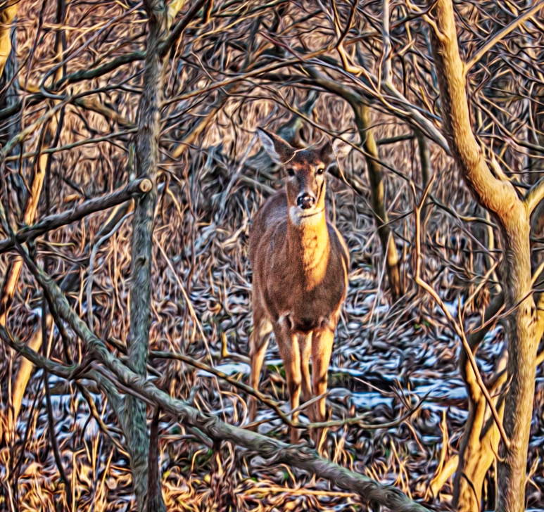Deer in Underbrush